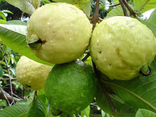 Guava Psidium Guajava Fruit Seeds (Guavenfruchtsamen) Tropical Fruit Seeds for Home Gardens, Containers & Outdoor Growing