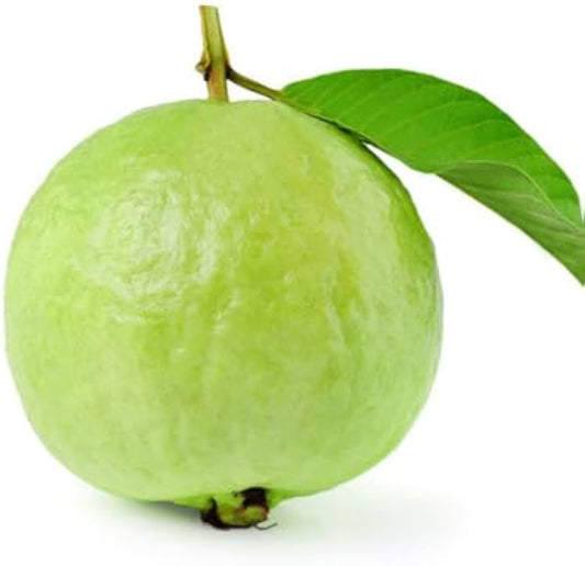 Guava Seeds for Planting Psidium Guajava backyard orchard edible garden Tropical Fruit Seeds for Home Gardens, Containers & Outdoor Growing