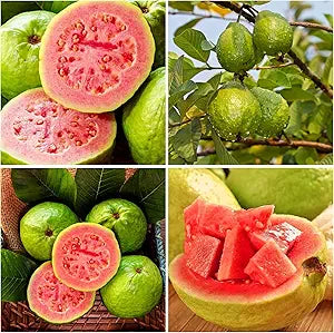 Guava Psidium guajava Fruit Seeds for Planting in Tropical Garden Tropical Fruit Seeds for Home Gardens, Containers & Outdoor Growing