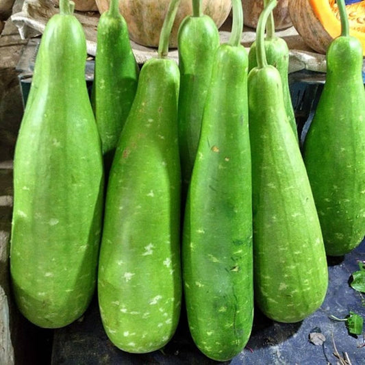 Bottle Gourd Lagenaria Siceraria Seeds for Planting, Premium Seeds | Heirloom Non-GMO