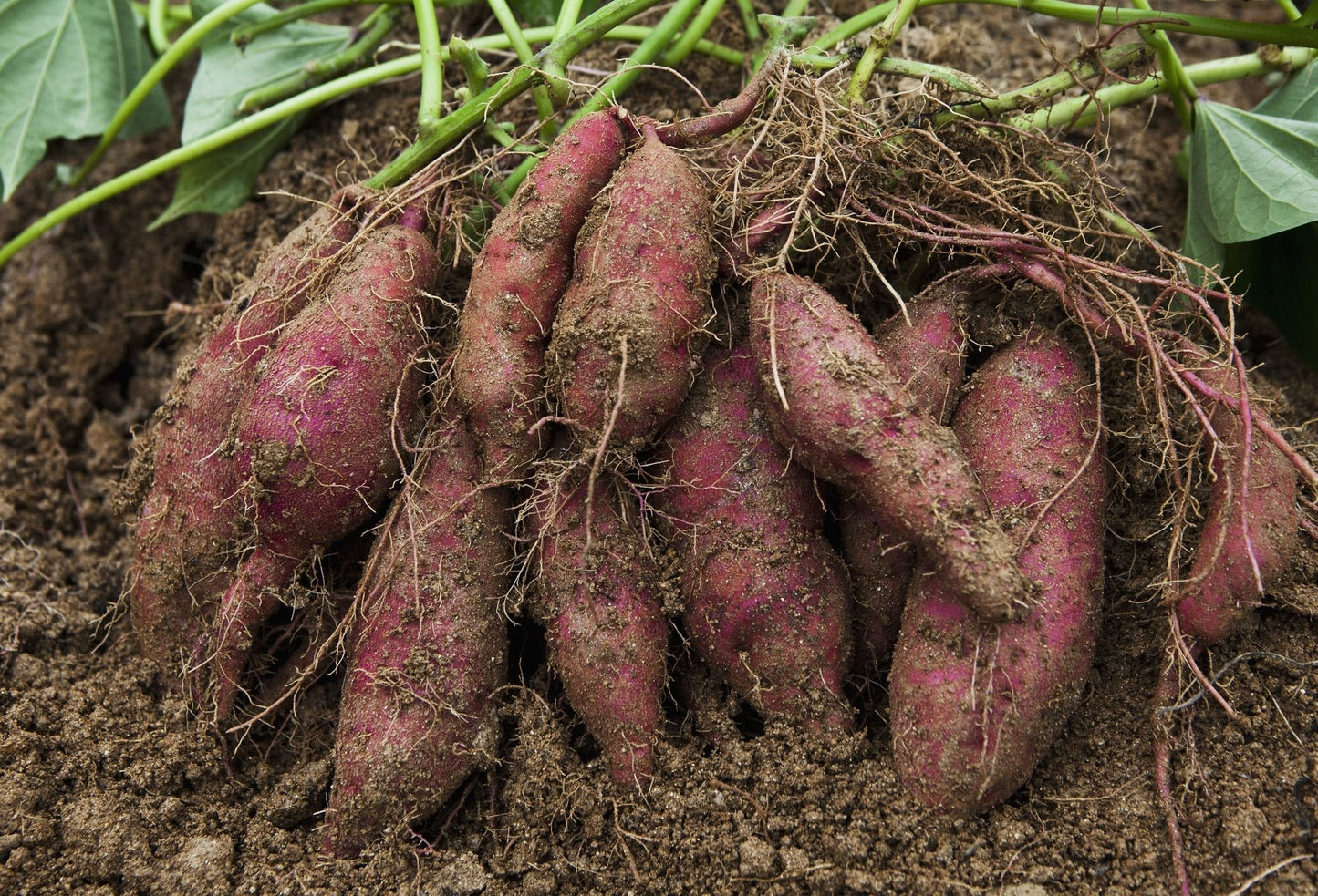 Giant Sweet Potato Ipomoea Batatas Vegetable Seeds for Planting, Premium Seeds | Heirloom Non-GMO