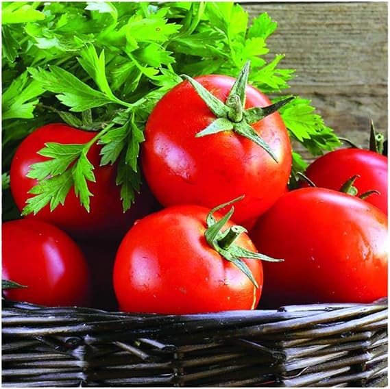 Tomato Solanum lycopersicum Vegetable Seeds for Planting in Vegetable Patch for Planting, Premium Vegetable Seeds | Heir