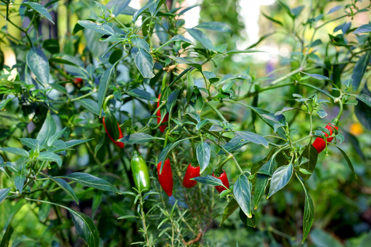 Hot Pepper Capsicum Vegetable Seeds for Planting in Vegetable Patch for Planting, Premium Vegetable Seeds | Heirloom Non