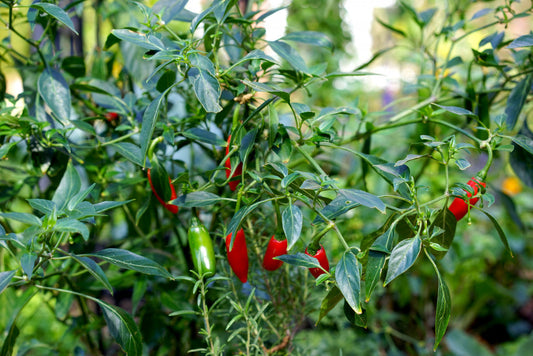 Hot Pepper Capsicum Vegetable Seeds for Planting in Vegetable Patch for Planting, Premium Vegetable Seeds | Heirloom Non