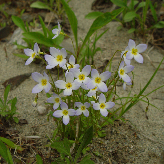 Houstonia Houstonia spp Flower Seeds for Planting in Flower Bed Heirloom Non-GMO Seeds