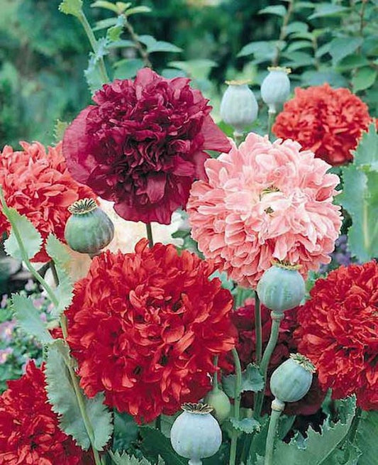 Double Peony Paeonia lactiflora Flower Seeds for Planting in Flower Bed & Garden Heirloom Non-GMO Seeds
