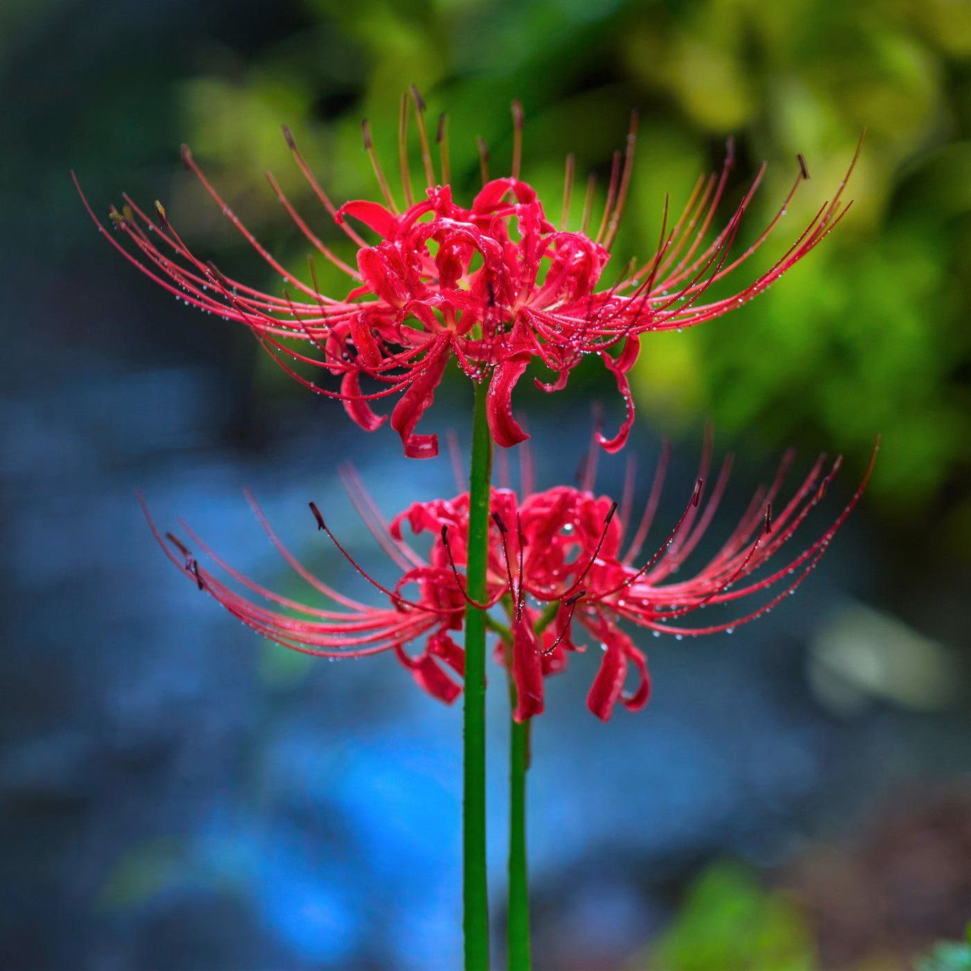 Japanese Radiata Lycoris Flower Seeds for Planting Heirloom Non-GMO Seeds