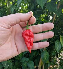 Dorset Naga Pepper Capsicum chinense Seeds for Planting in Vegetable Patch & Garden for Planting, Premium Vegetable Seed