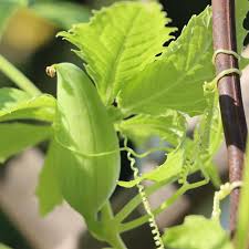 Cyclanthera Pedata Seeds for Planting Cyclanthera pedata for vegetable patches and climbing gardens for Planting, Premiu