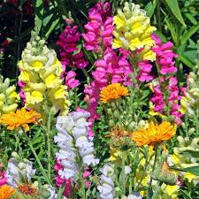 Antirrhinum Seeds for Planting Antirrhinum majus for flower bed and home garden Heirloom Non-GMO Seeds