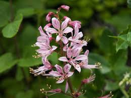 Gas Plant Dictamnus albus Seeds for Planting in Flower Bed & Garden Heirloom Non-GMO Seeds