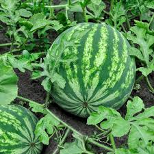 Watermelon Seeds for Planting Citrullus lanatus for vegetable patch and summer garden Fruit Seeds for Home Gardens, Raised Beds & Outdoor Growing