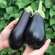 Eggplant Seeds for Planting Solanum Melongena vegetable patch home garden for Planting, Premium Vegetable Seeds | Heirlo