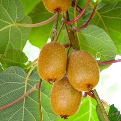 Kiwi Actinidia deliciosa Fruit Seeds for Planting in Garden Fruit Seeds for Home Gardens, Containers & Outdoor Growing