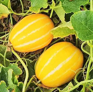 Korean Melon Cucumis melo Fruit Seeds for Planting in Garden Fruit Seeds for Home Gardens, Raised Beds & Outdoor Growing