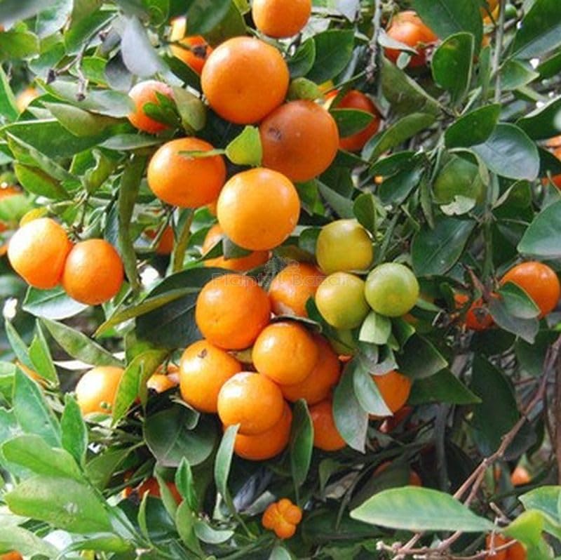 Kumquat Citrus Japonica Orange Fruit Seeds Fruit Seeds for Home Gardens, Containers & Outdoor Growing