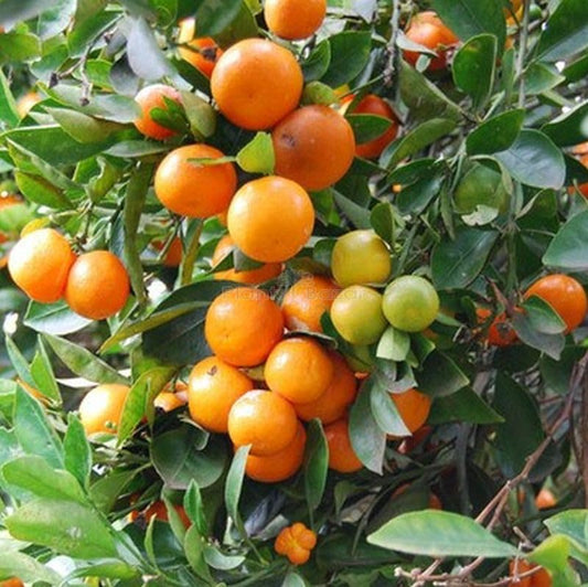 Kumquat Citrus Japonica Orange Fruit Seeds Fruit Seeds for Home Gardens, Containers & Outdoor Growing