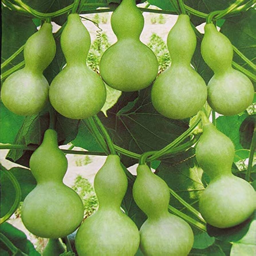 Lagenaria Siceraria Pumpkin Vegetable Seeds for Planting in Vegetable Patch for Planting, Premium Seeds | Heirloom Non-G
