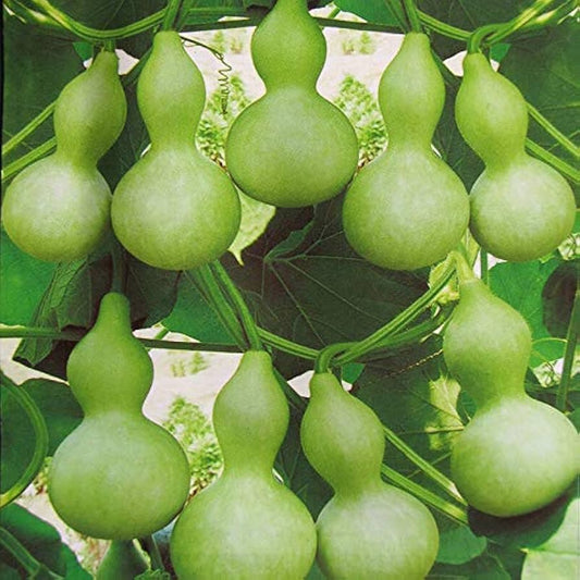 Lagenaria Siceraria Pumpkin Vegetable Seeds for Planting in Vegetable Patch for Planting, Premium Seeds | Heirloom Non-G