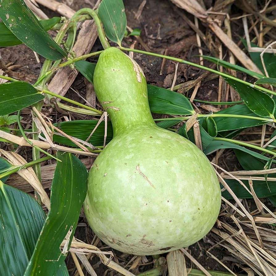 Large Bottle Gourd Birdhouse Pumpkin Seeds for Planting, Premium Seeds | Heirloom Non-GMO