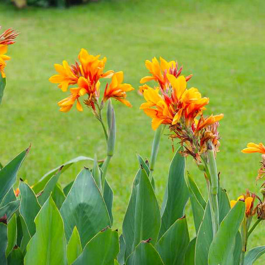 Canna Flower Seeds ¨C Tropical Blooming Ornamental Garden Variety