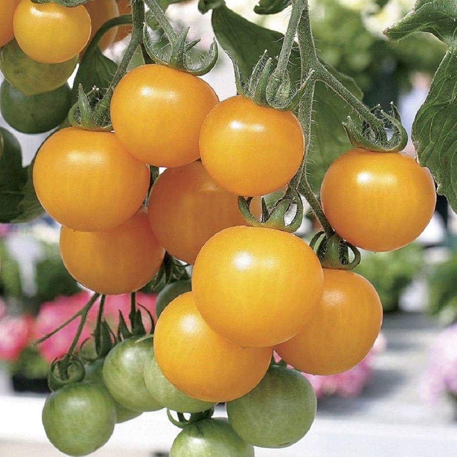 Lemon Boy Tomato Seeds for Planting Solanum Lycopersicum vegetable patch urban garden for Planting, Premium Vegetable Se