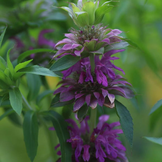 Lemon Mint Plant Seeds for Planting Monarda Citriodora for Bee Gardens Fruit Seeds for Home Gardens, Containers & Outdoor Growing