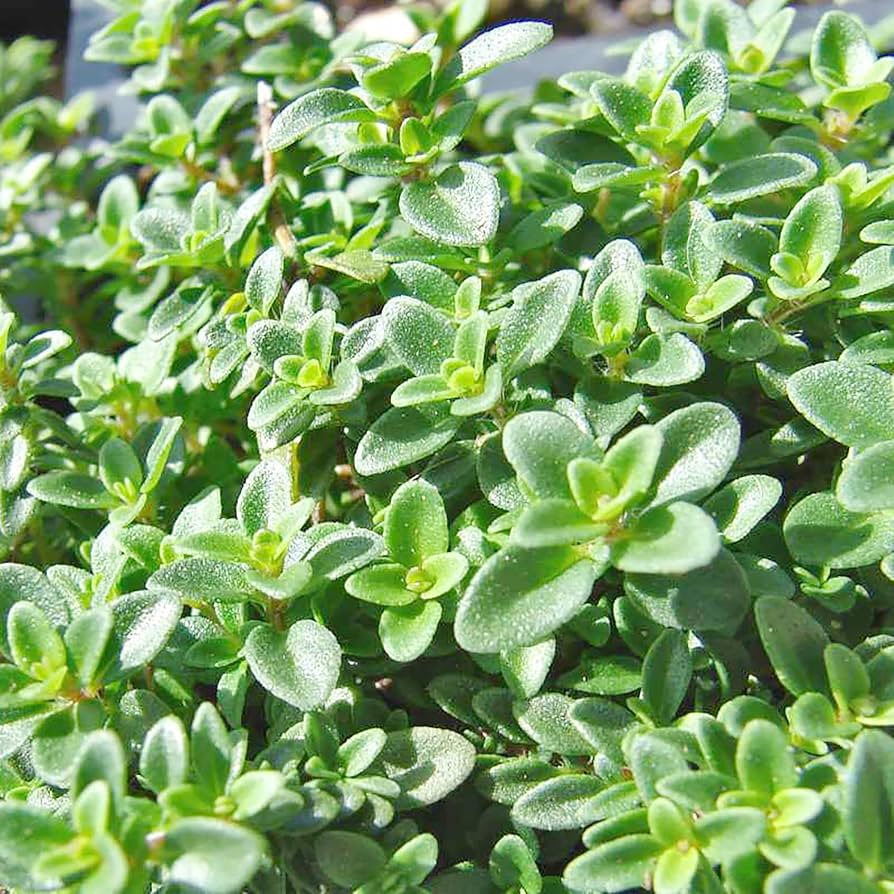 Lemon Thyme Herb Seeds for Planting Thymus Citriodorus for Kitchen Gardens | Heirloom Non-GMO Herb Seeds for Home Gardens