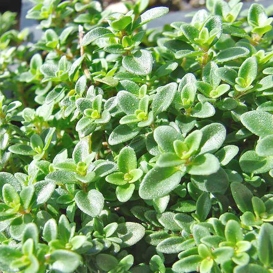 Lemon Thyme Herb Seeds for Planting Thymus Citriodorus for Kitchen Gardens | Heirloom Non-GMO Herb Seeds for Home Gardens