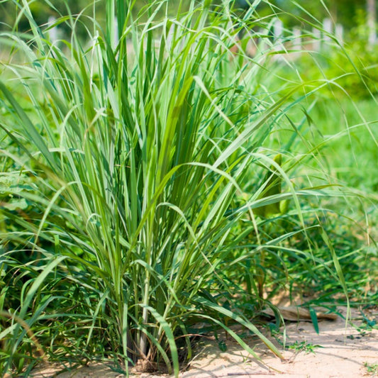 Lemongrass Herb Seeds | Heirloom Non-GMO Herb Seeds for Home Gardens
