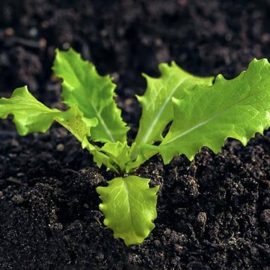 Lettuce Lactuca sativa Tree Seeds for Planting in Urban Garden and Home Garden for Planting, Premium Vegetable Seeds | H