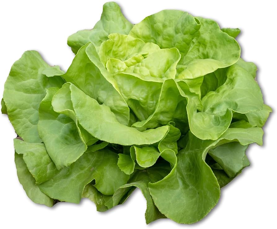 Lettuce Lactuca sativa Vegetable Seeds for Planting in Vegetable Patch and Garden for Planting, Premium Vegetable Seeds