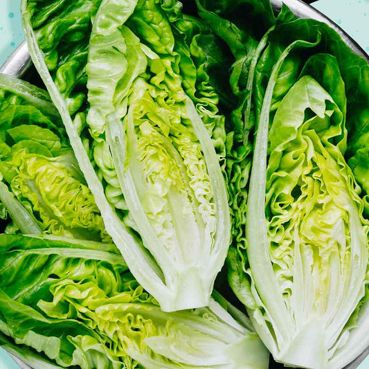 Romaine Lettuce