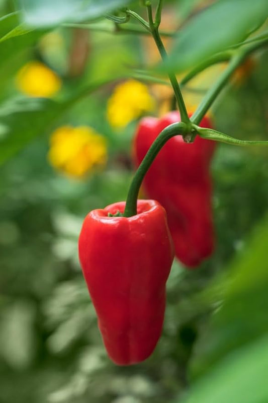 Leutschauer Paprika Capsicum annuum Pepper Seeds for Planting in Garden for Planting, Premium Vegetable Seeds | Heirloom