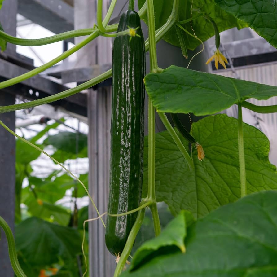 Long Cucumber Cucumis sativus Vegetable Seeds for Planting in Garden and Vegetable Patch for Planting, Premium Vegetable