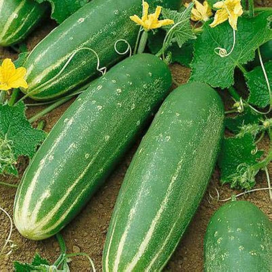 Long Cucumber Cucumis sativus Vegetable Seeds for Planting for Vegetable Patch for Planting, Premium Vegetable Seeds | H