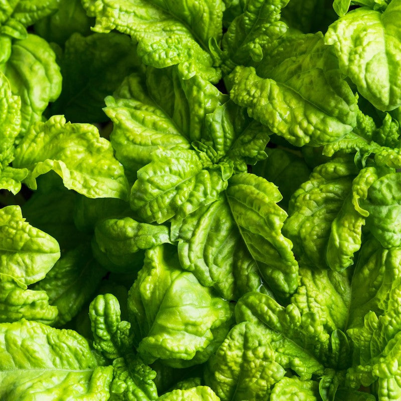 Lettuce Leaf Basil Seeds | Heirloom Non-GMO Herb Seeds for Home Gardens