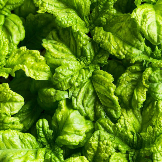 Lettuce Leaf Basil Seeds | Heirloom Non-GMO Herb Seeds for Home Gardens