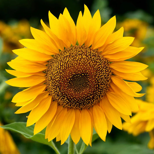 Mammoth Gray Stripe Sunflower Seeds ¨C Tall Giant Blooming Garden Variety