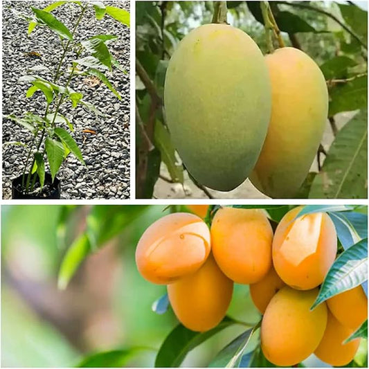 Mango Mangifera indica Fruit Seeds for Planting in Tropical Garden Tropical Fruit Seeds for Home Gardens, Containers & Outdoor Growing
