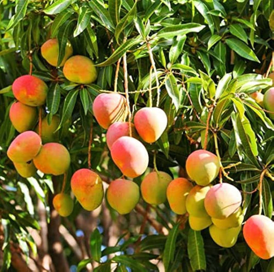 Mango Mangifera indica Fruit Seeds for Planting for Tropical Garden Tropical Fruit Seeds for Home Gardens, Containers & Outdoor Growing