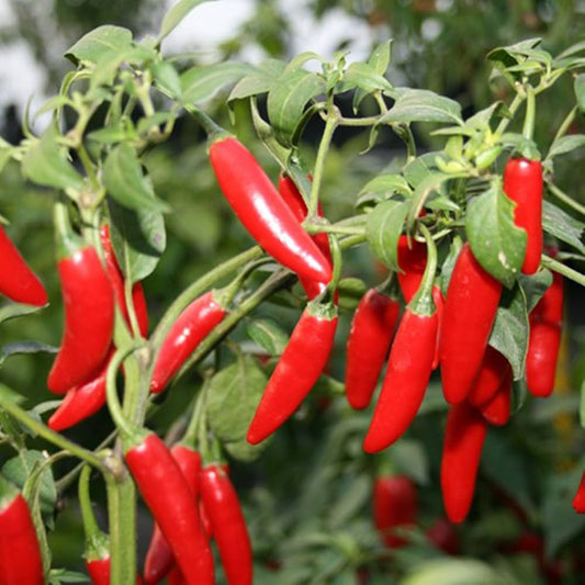 Mexican Pepper Seeds for Planting Capsicum Annuum vegetable patch spice garden for Planting, Premium Vegetable Seeds | H