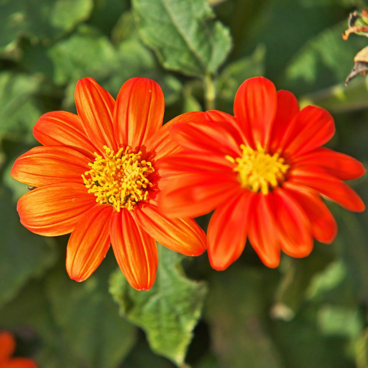 Mexican Sunflower Seeds ¨C Bright Blooming Ornamental Garden Variety