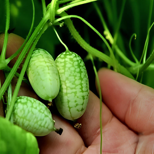 Melothria Scabra Melothria scabra Fruit Seeds for Planting for Urban Garden for Planting, Premium Seeds | Heirloom Non-G
