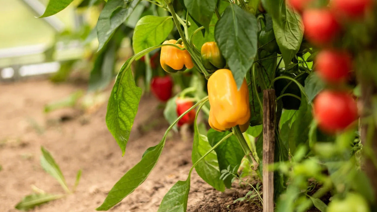 Mini Sweet Pepper Seeds for Planting Capsicum Annuum mix home garden raised bed for Planting, Premium Vegetable Seeds |
