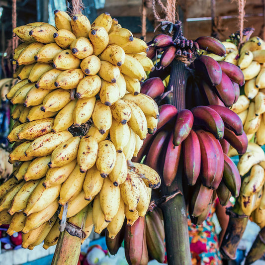 Mixed Banana Musa Fruit Seeds for Planting in Tropical Garden Tropical Fruit Seeds for Home Gardens, Containers & Outdoor Growing