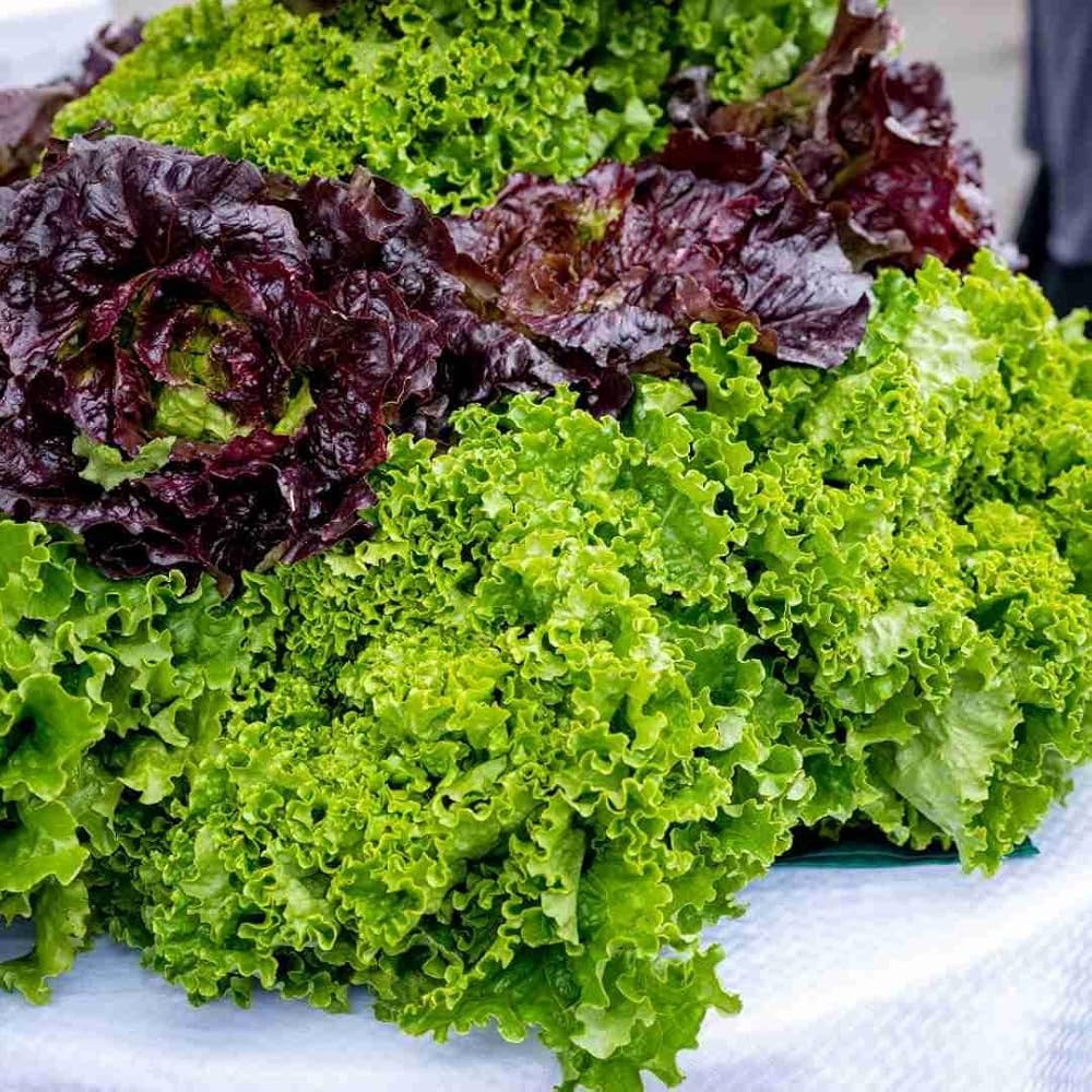 Mixed Salad Greens Vegetable Seeds for Planting for Planting, Premium Seeds | Heirloom Non-GMO