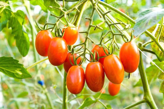 Mixed Tomato Solanum lycopersicum Vegetable Seeds for Planting in Vegetable Patch for Planting, Premium Vegetable Seeds