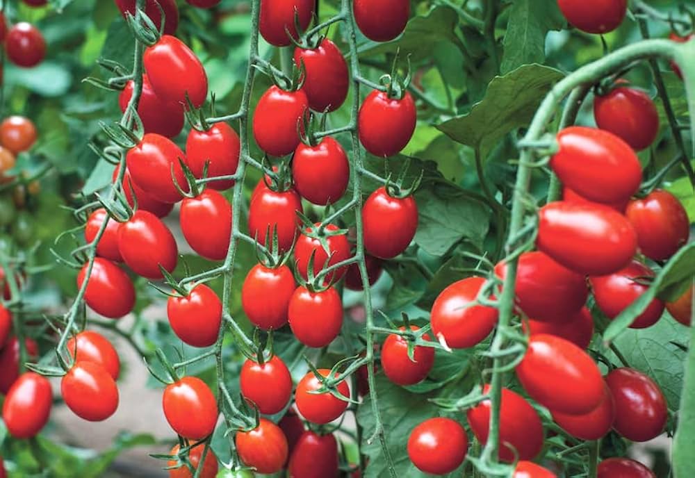Tomato Seeds for Planting Solanum Lycopersicum mixed types vegetable patch patio planter for Planting, Premium Vegetable
