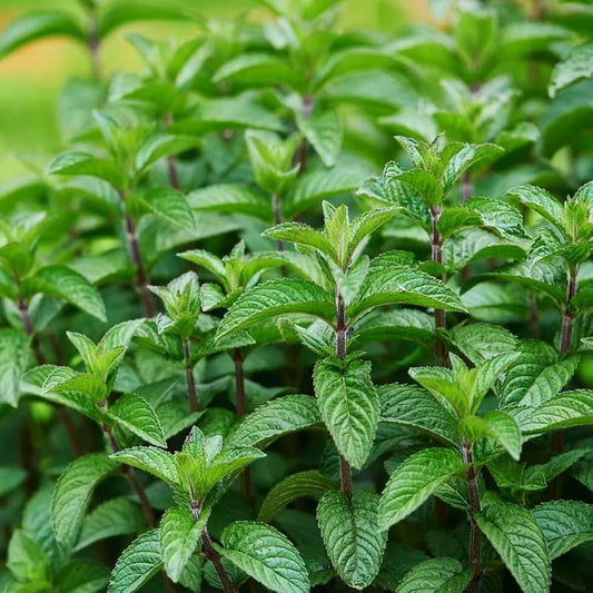 Mojito Mint Mentha x villosa Seeds for Planting in Herb Gardens | Heirloom Non-GMO Herb Seeds for Home Gardens